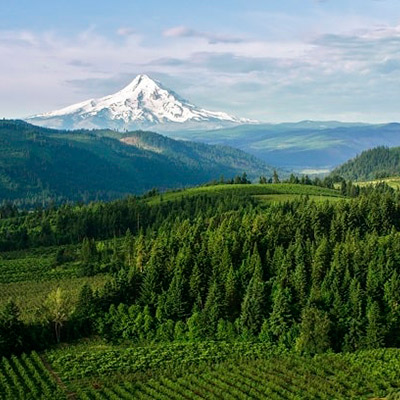 A mountain and the forest of Oregon